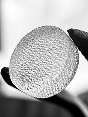 6mm Lattice Surface Enhanced Quartz Banger Bulleta